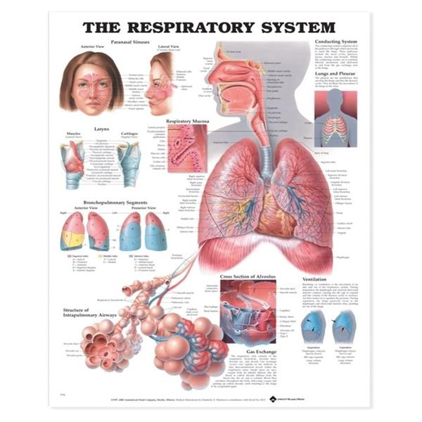 Chart Anatomical Respiratory System 20x26\